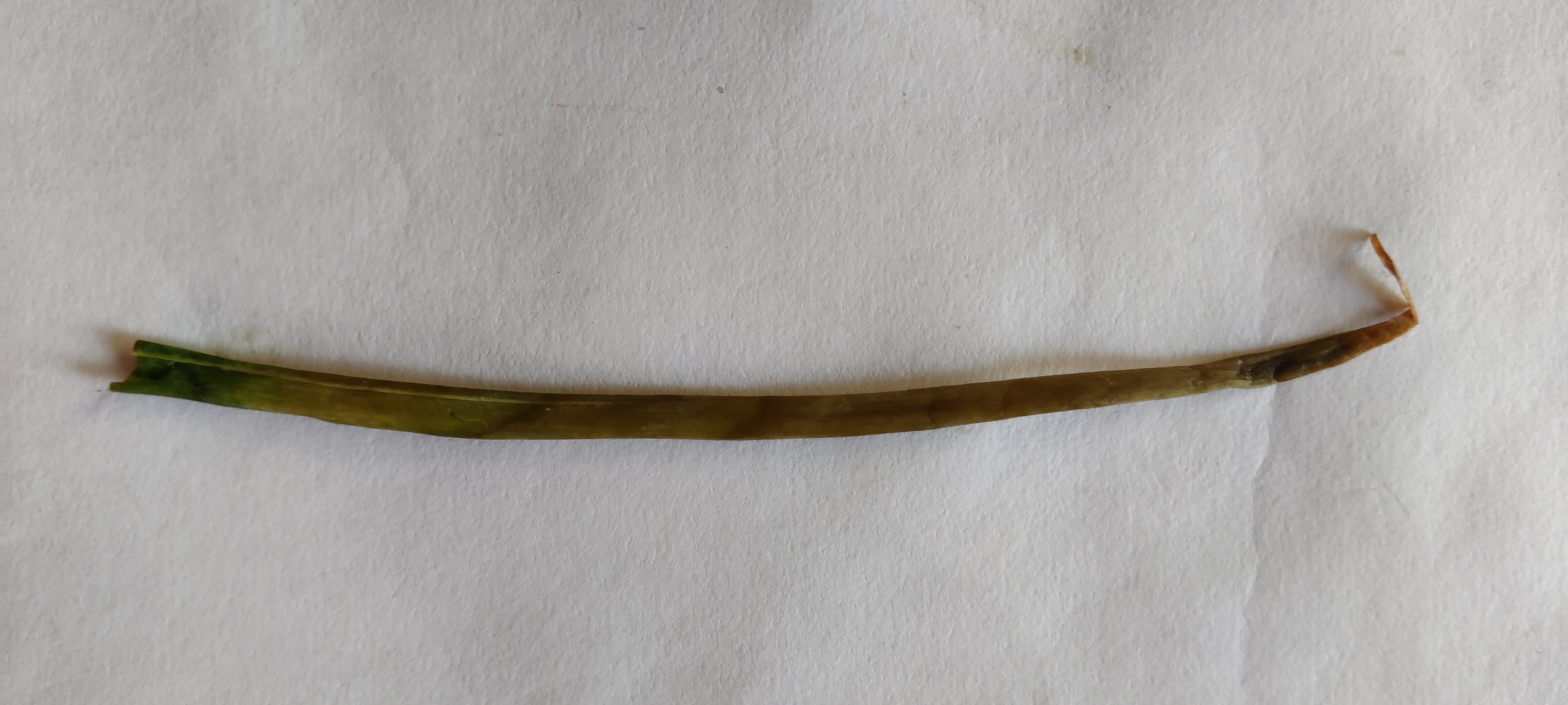 Anthracnose - Colletotrichum